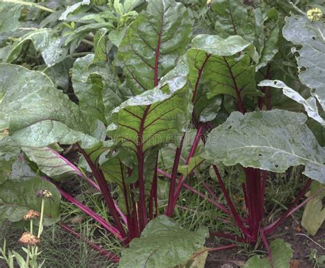 genus bet|Beta vulgaris .